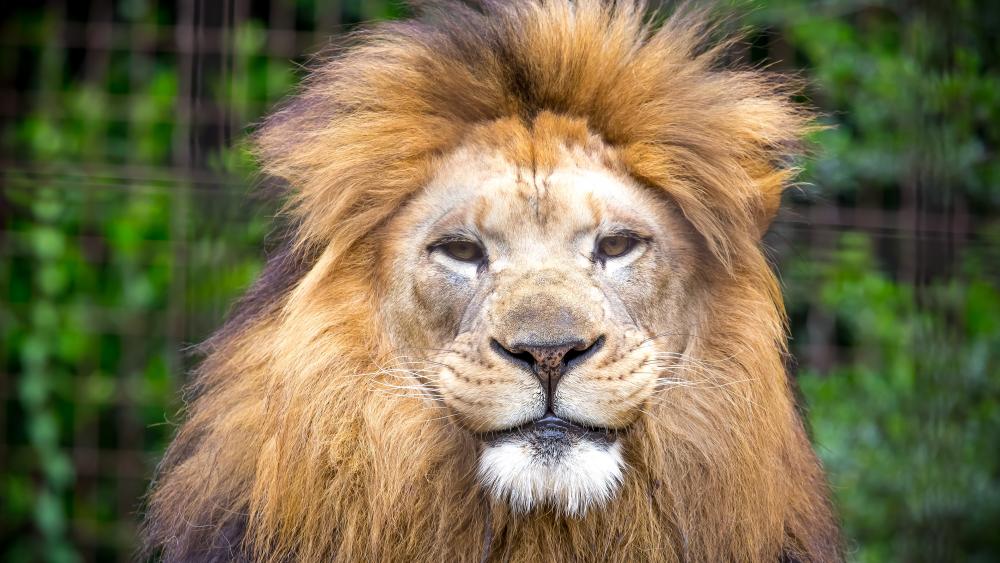 Lion head wallpaper