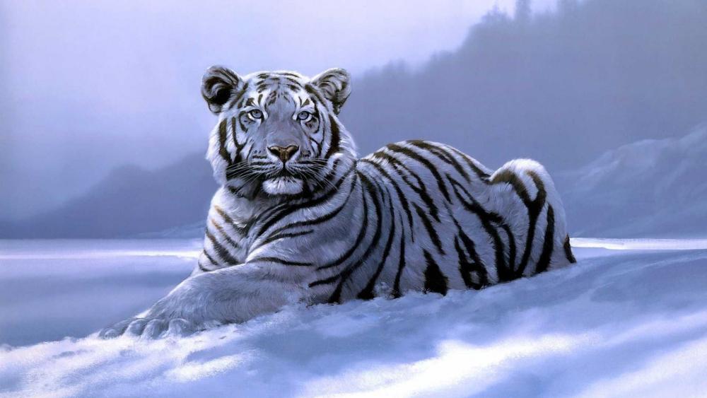Resting white tiger wallpaper