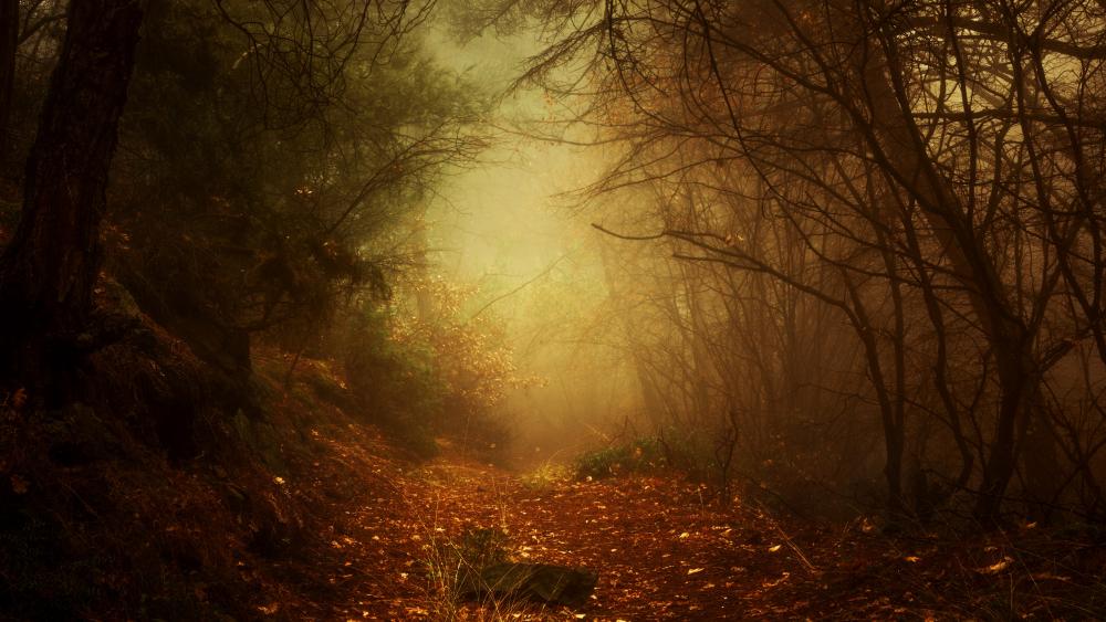 Foggy forest path wallpaper