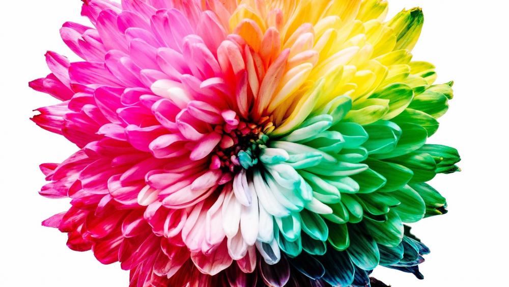 Colourful flower wallpaper