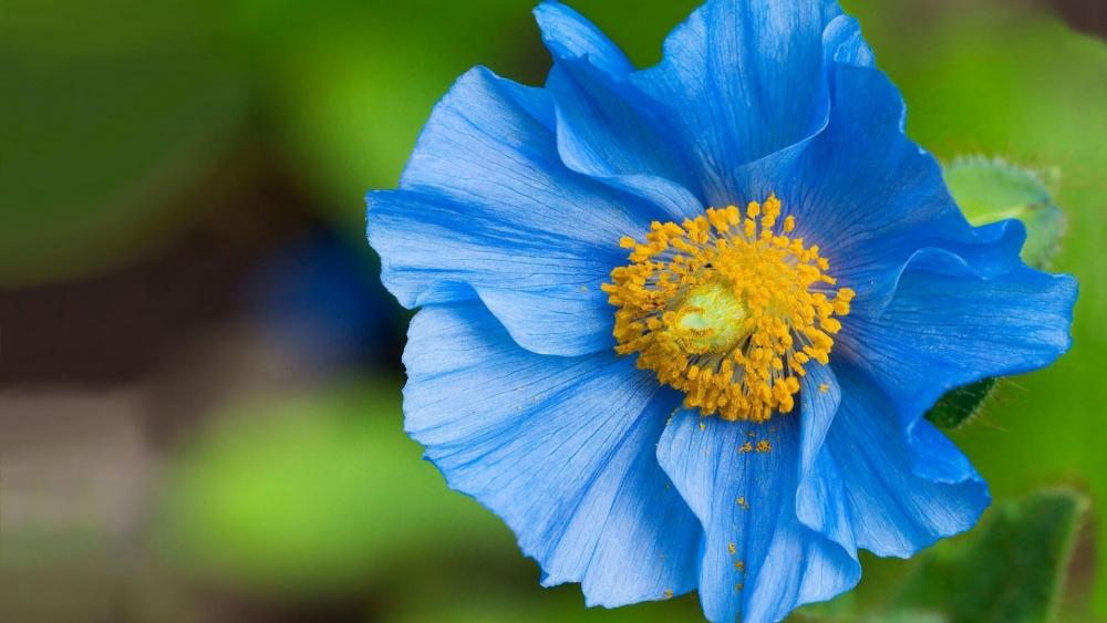 Blue Poppy of the Himalayas wallpaper
