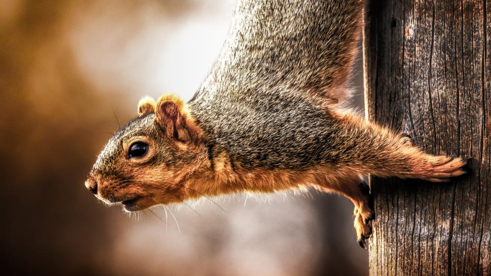 Squirrel wallpaper