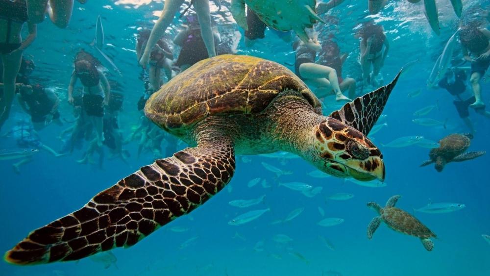 Underwater turtle wallpaper