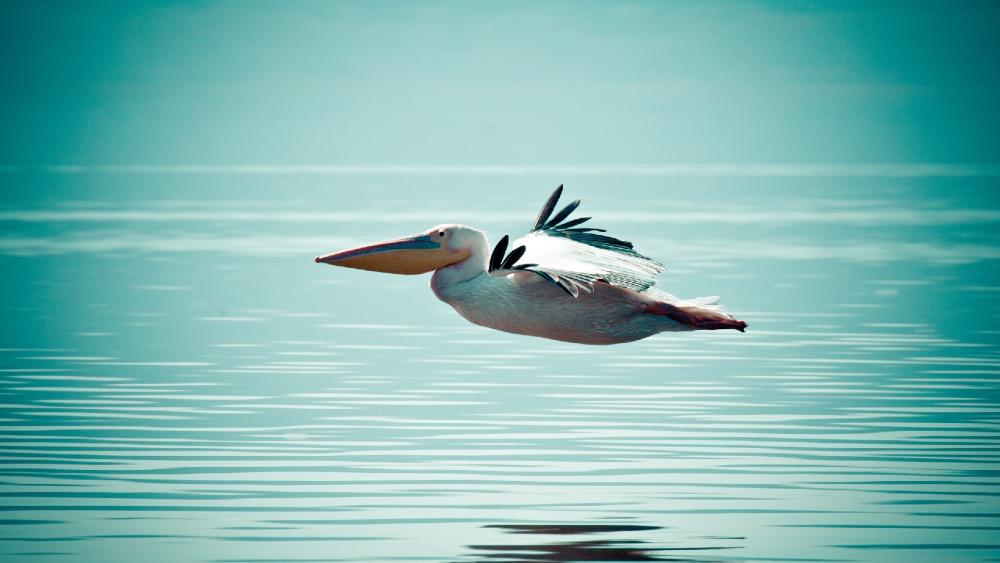 Flying Pelican wallpaper