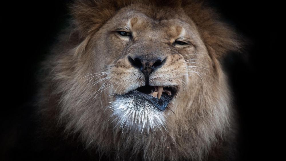 Majestic Lion in a Moment of Roar wallpaper