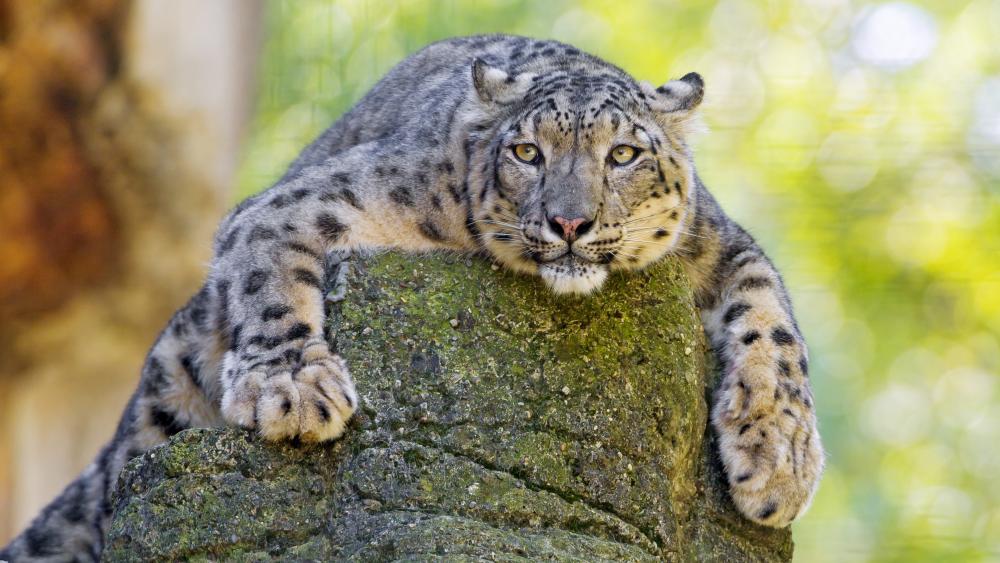 Snow leopard lying on a rock wallpaper