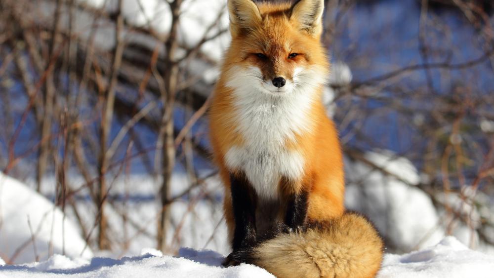 Red fox wallpaper