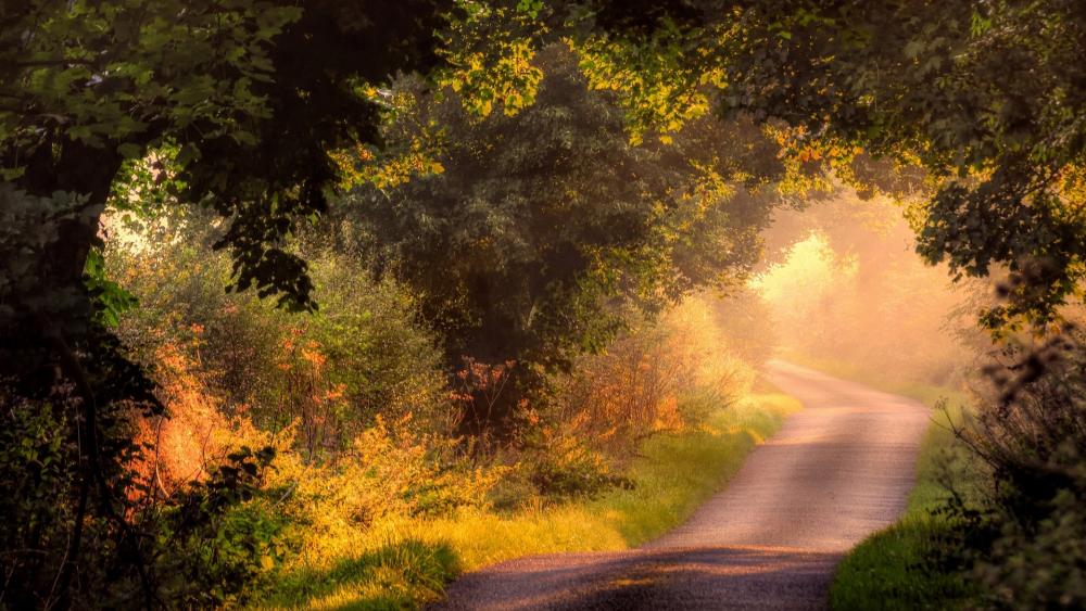 Winding Path Through Autumn Glow wallpaper