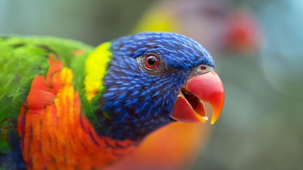 Colorful Lory wallpaper