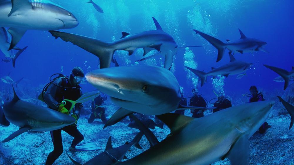 Divers among sharks wallpaper