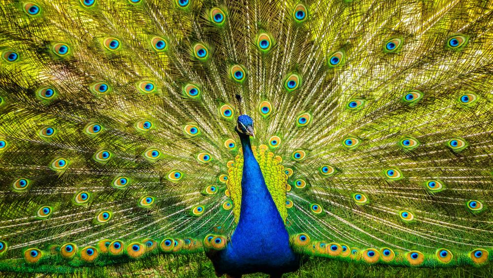 Peafowl wallpaper