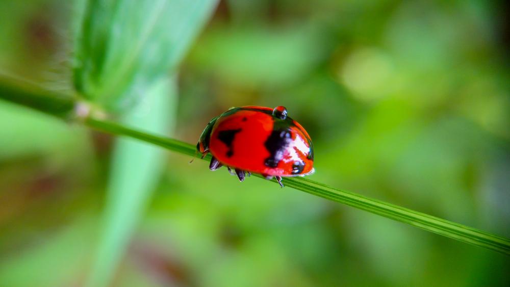 Ladybird on a grass halm wallpaper