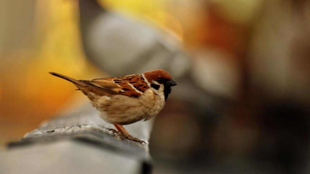 Sparrow wallpaper