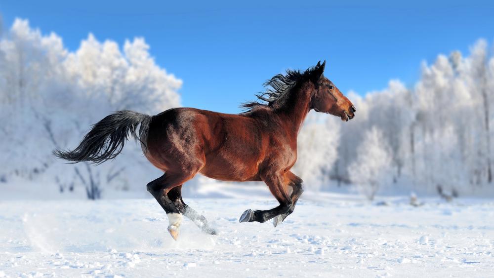 Horse runs in the snow wallpaper