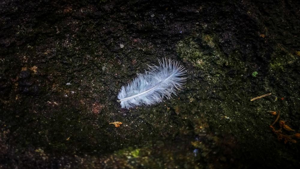 Feather on Rock wallpaper
