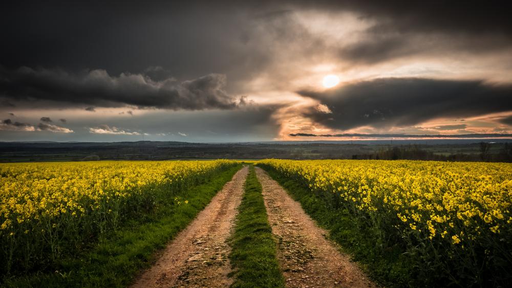 Dirt road in the canola field wallpaper