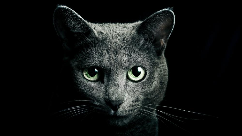 Green-eyed cat wallpaper