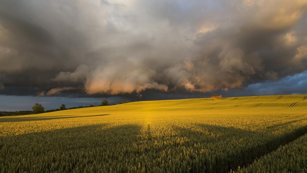 Clouds above the yellow canola field wallpaper
