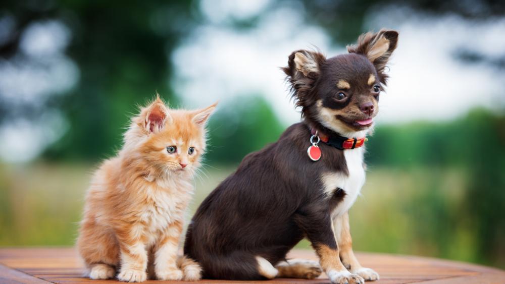 Cute kitten with a Chihuahua dog wallpaper