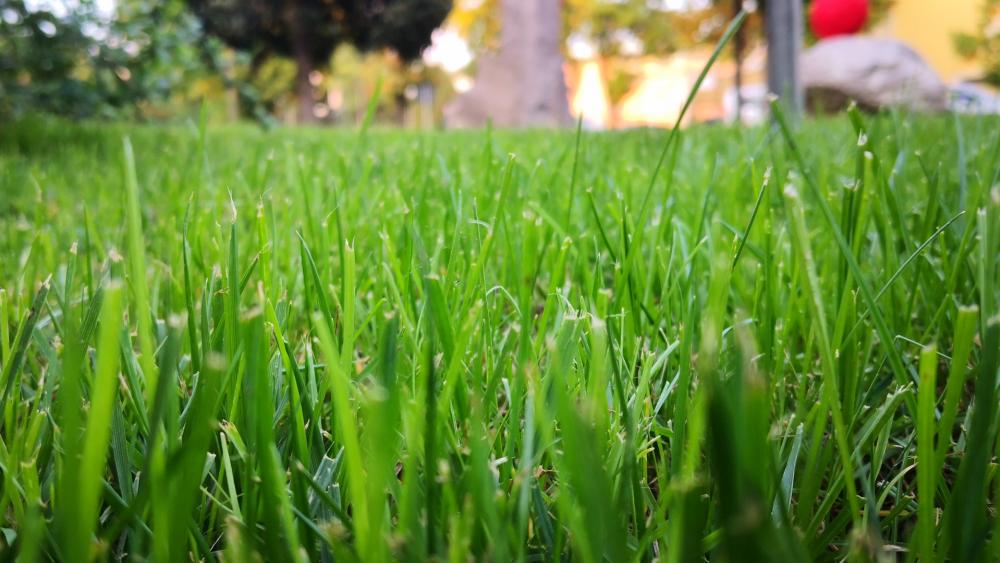 Lush Green Grass in Natural Setting wallpaper
