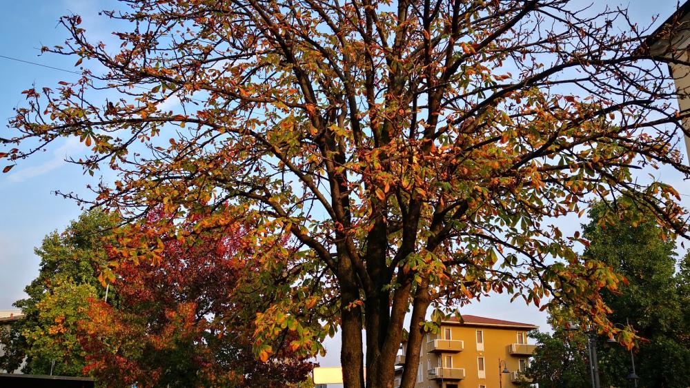 Autumn Beauty in the City wallpaper
