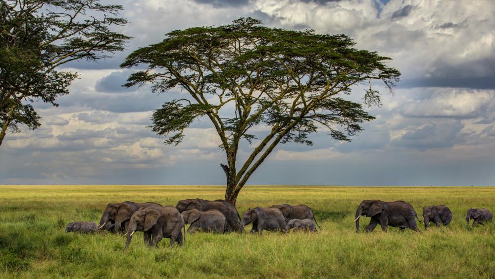Herd of elephants wallpaper