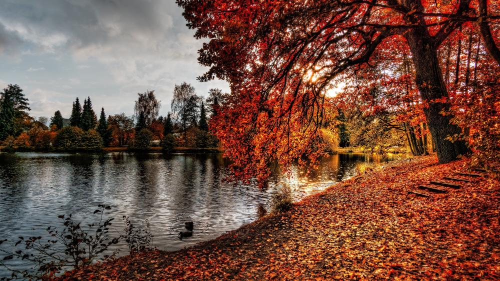 Autumn Blaze by the Lake wallpaper