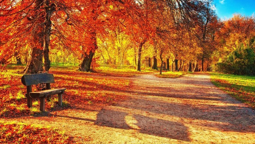 Autumn Serenity in the Park wallpaper