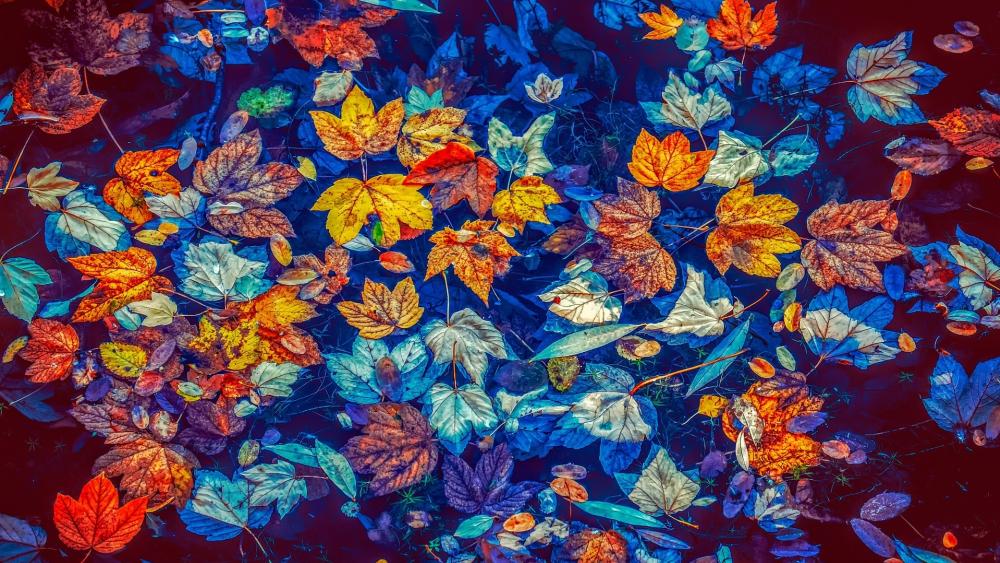Fallen leaves in the puddle wallpaper