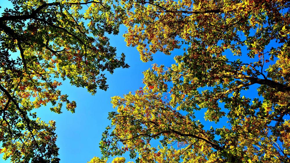 Blue sky with autumn leaves wallpaper