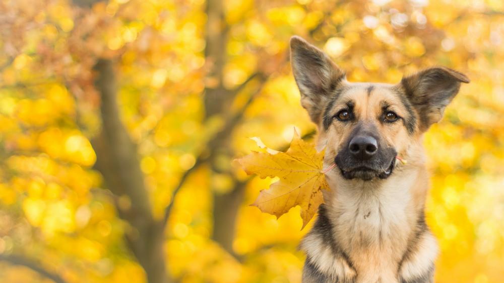 German shepherd dog with a yellow leaf wallpaper