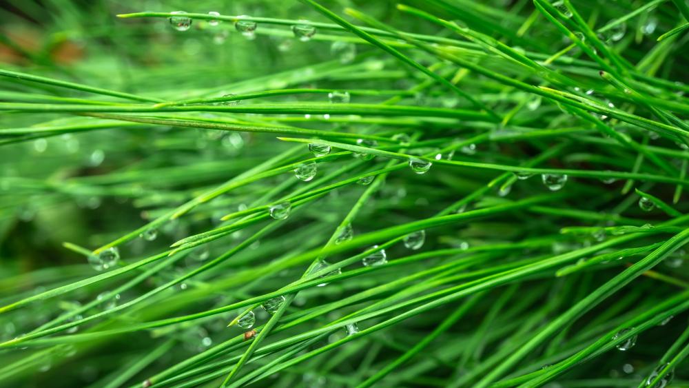 Dew drops on the grass wallpaper