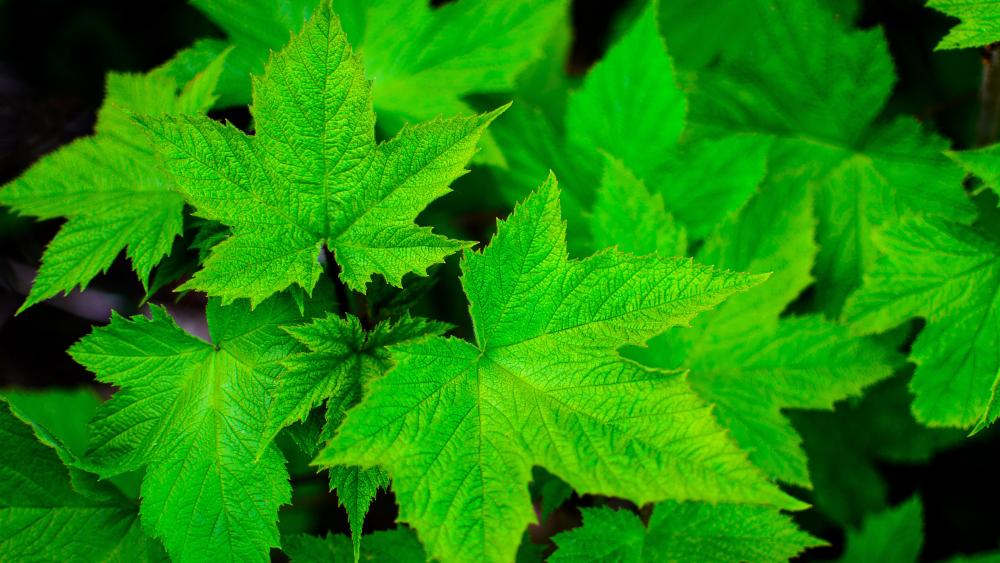 Green leaves close up photo wallpaper