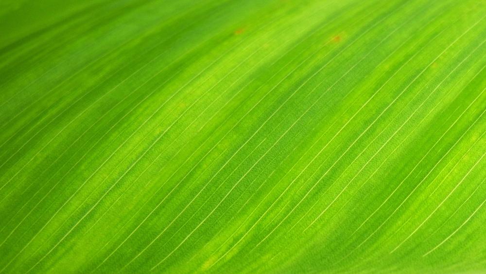 Banana tree leaf wallpaper