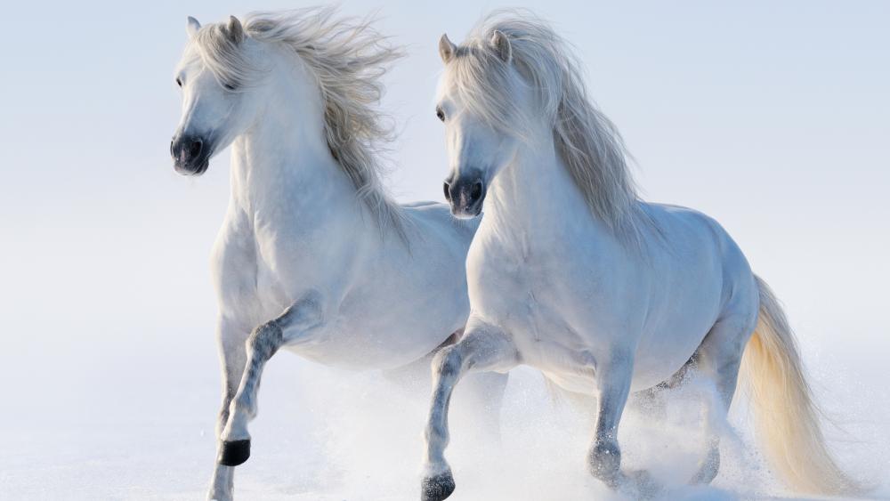 Running white horses wallpaper