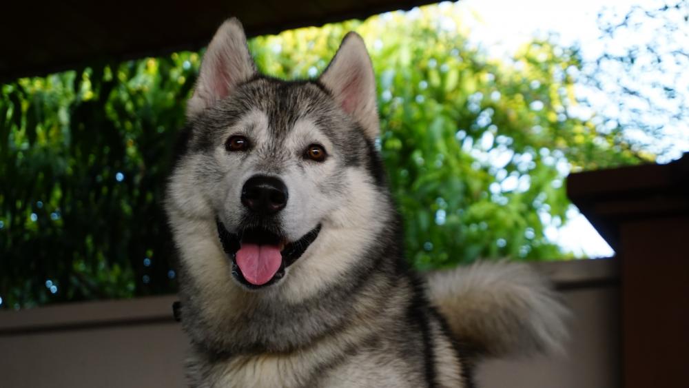 Joyful Husky in Lush Backyard Setting wallpaper