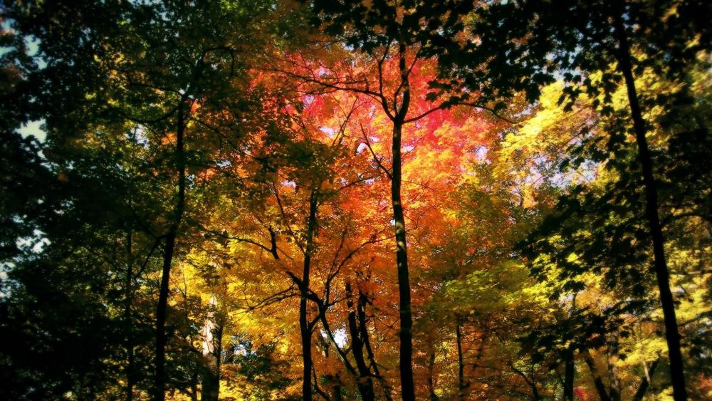 Fall forest scenery wallpaper