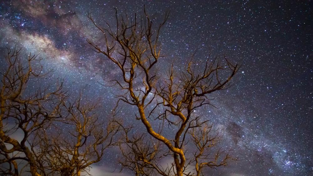 Milky way above the trees wallpaper