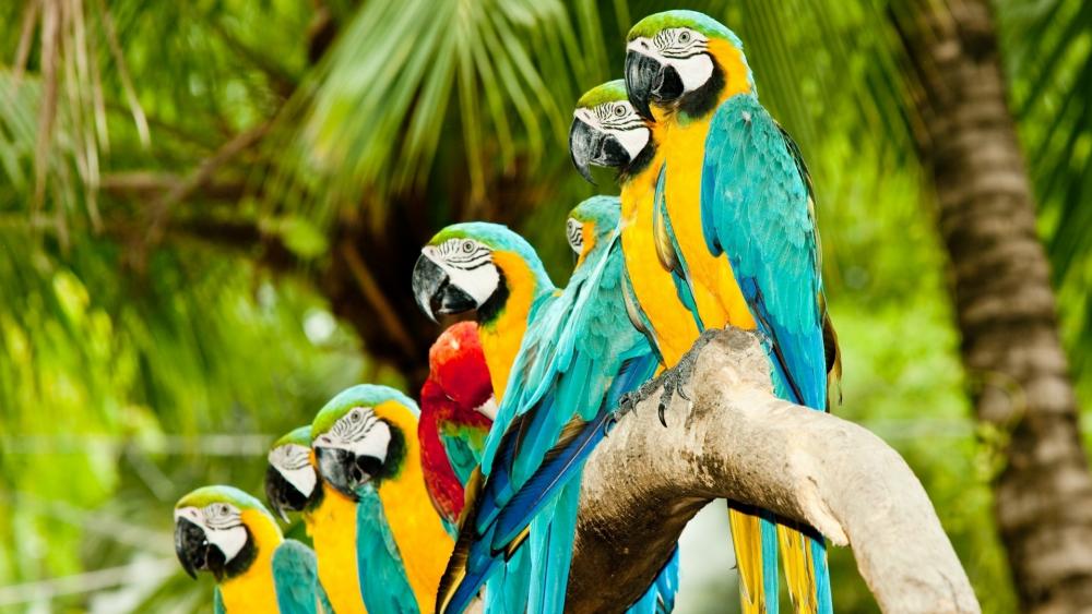 Macaw Parrots wallpaper