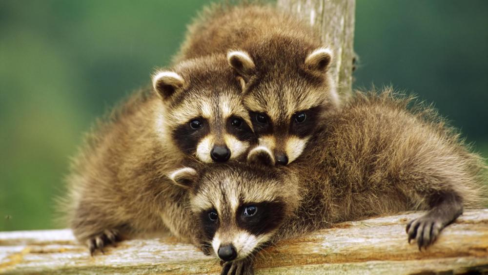 Cute raccoons wallpaper