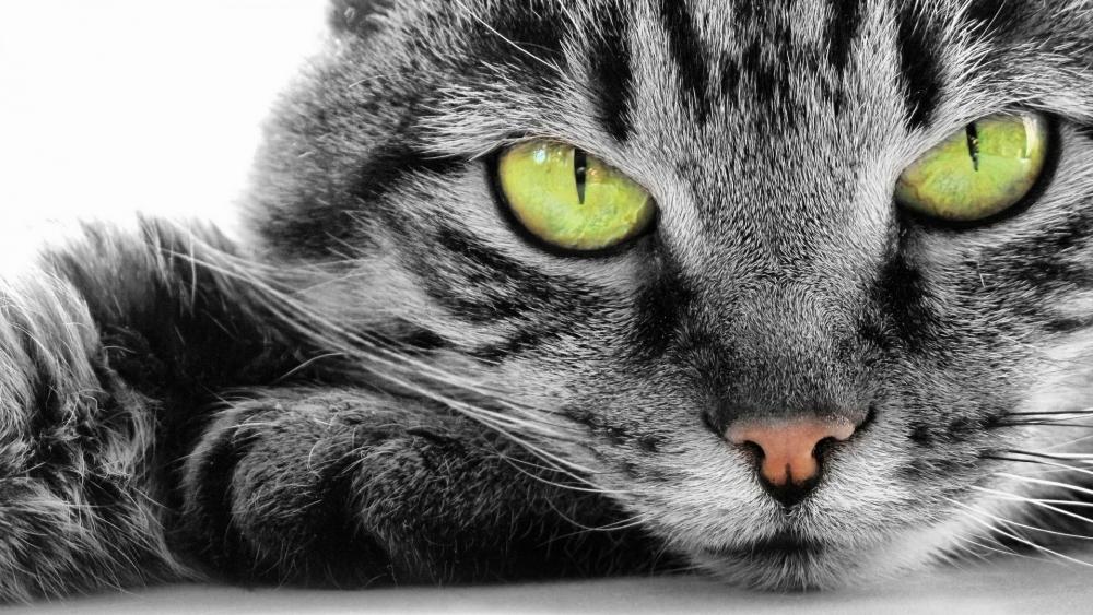 Grey cat with green eyes wallpaper