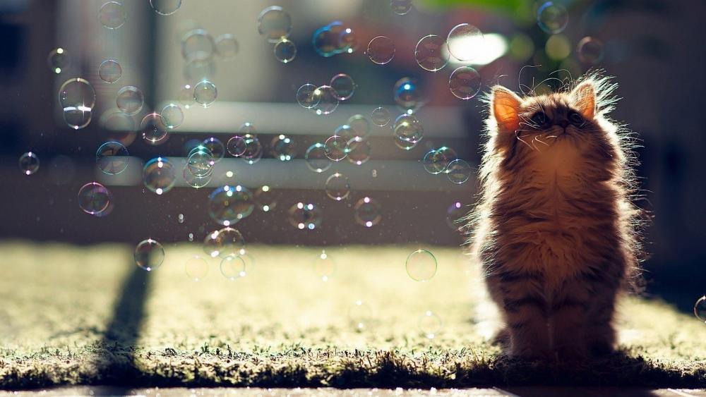 Cat & bubbles wallpaper