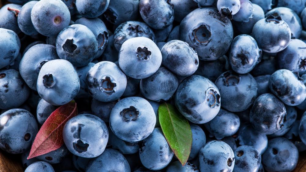 A lot of blueberries wallpaper