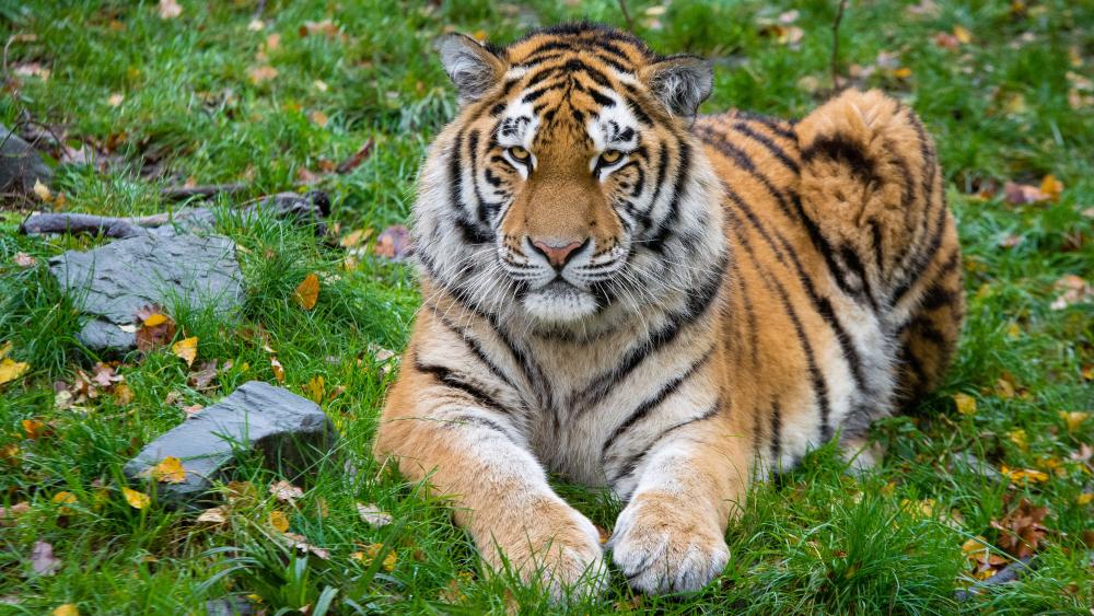 Tiger lies on the grass wallpaper