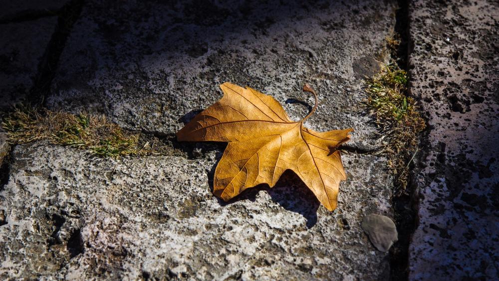 Fallen leaf wallpaper
