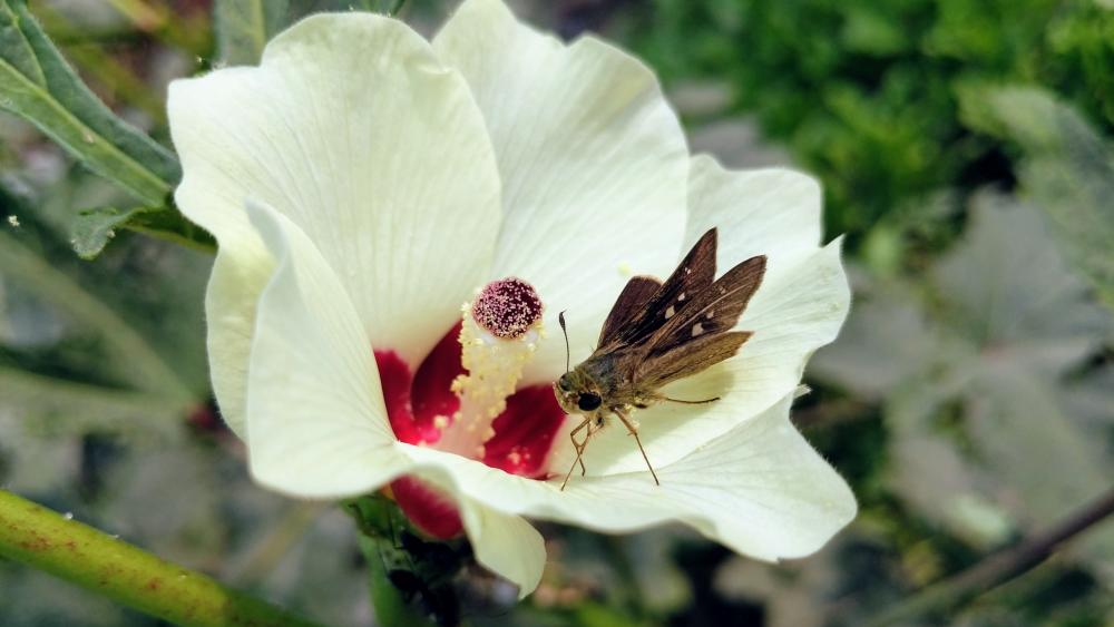 Moth on white flower wallpaper