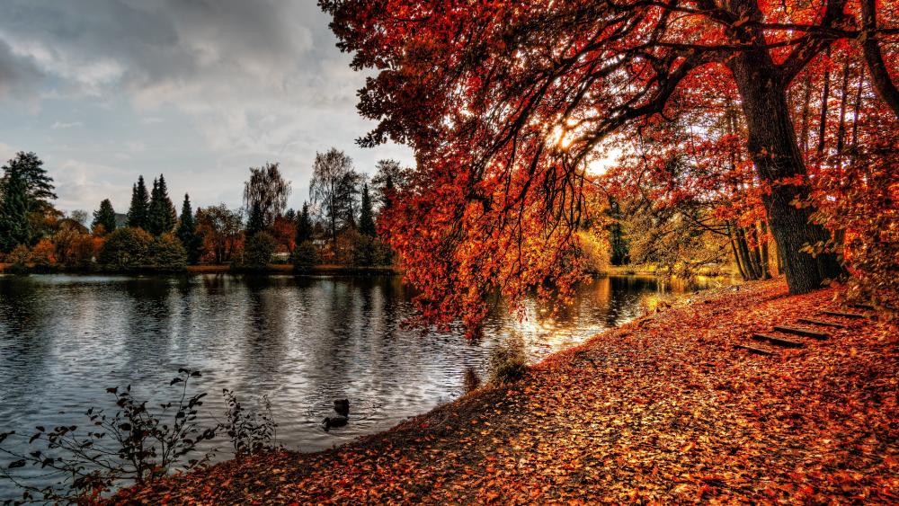 Reddish autumn wallpaper