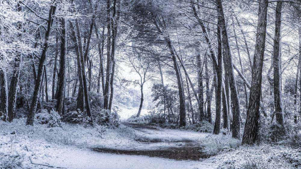 Snowy forest path wallpaper