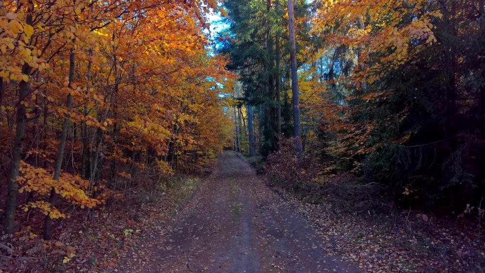 Dirt road in the fall forest wallpaper