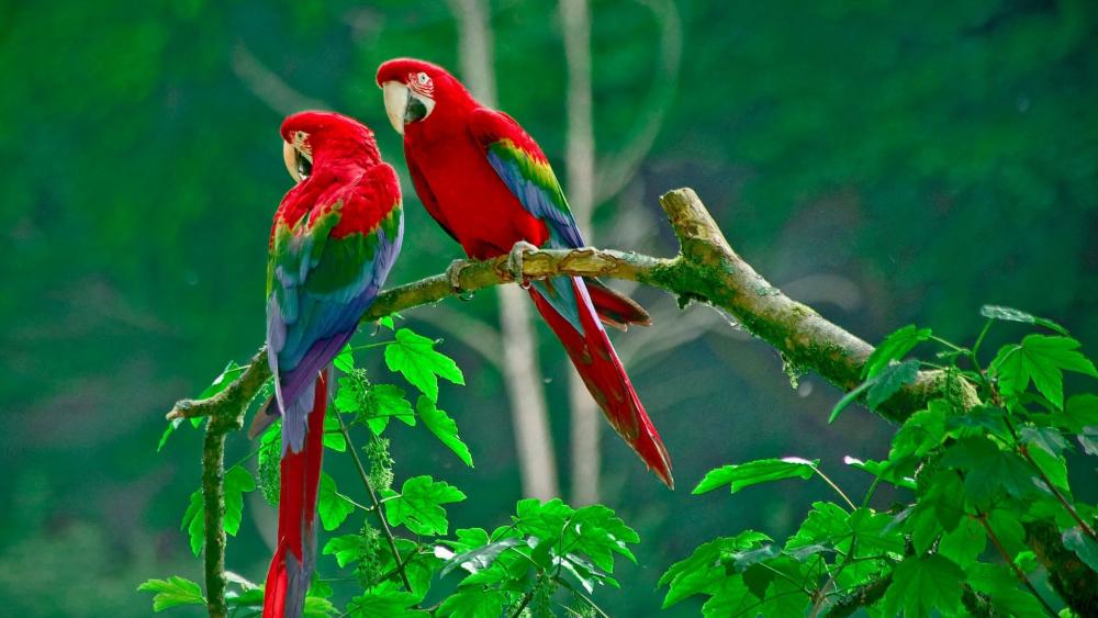 Red macaw couple wallpaper